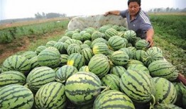 如何免费获得吃瓜动作